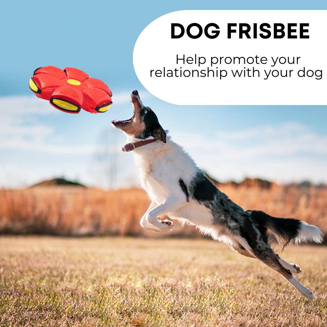 Dog Flying Disc Frisbee – Durable Fetch Toy for Medium & Large Dogs